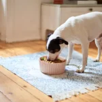 Dog Food Recall Years Meals Pulled After 192 Reports of Eye Problems