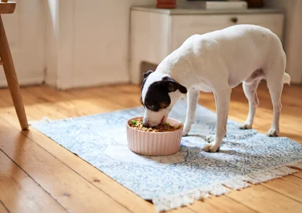 Dog Food Recall Years Meals Pulled After 192 Reports of Eye Problems